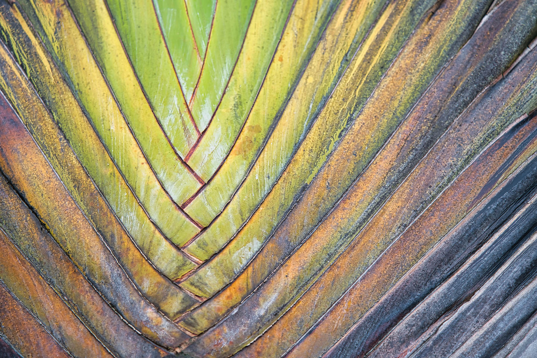 Closeup of the travellers palm tree branches, Mahe Seychelles